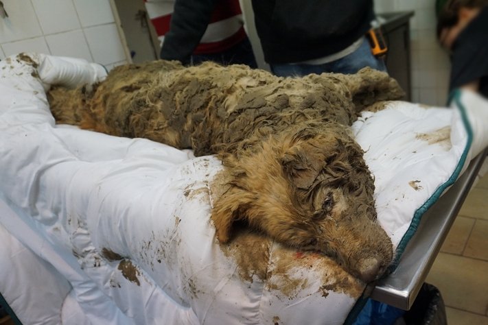 Pies żywcem zakopany w błocie pod Krakowem. Wiadomo kim jest właściciel