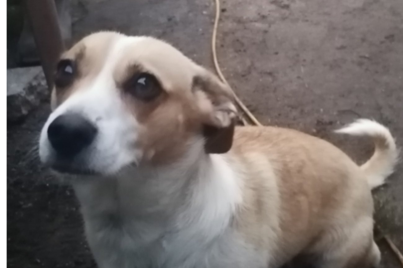 pies patrzący w obiektyw