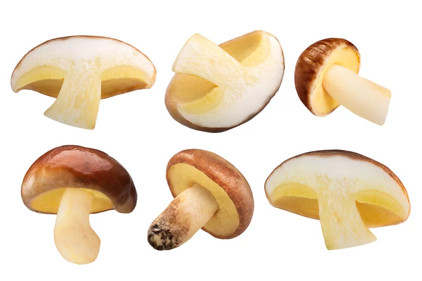 Maślaki zwyczajne (Suillus luteus) rosną pod sosnami, zaś maślak żółty (Suillus grevillei) najczęściej występuje pod modrzewiami. Jakie mają właściwości zdrowotne? Maślaki (Suillus luteus). Właściwości zdrowotne.