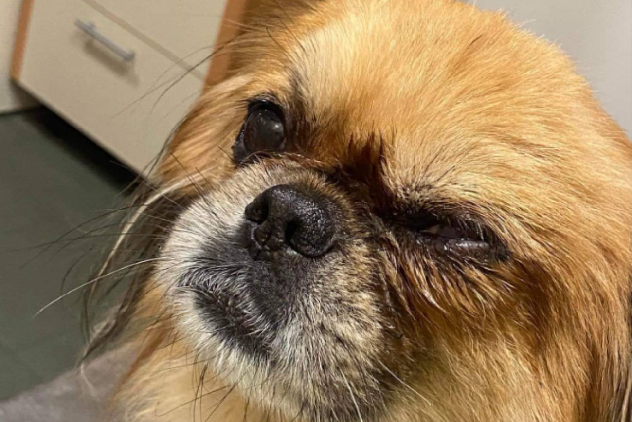 12-latek wlał psu do oczu żrący płyn. Pogryzł mu buty