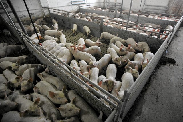 Świnie z regionów zagrożonych ASF trafią na konserwy, a te do "instytucji publicznych" - wymyślił Krzysztof Jurgiel.