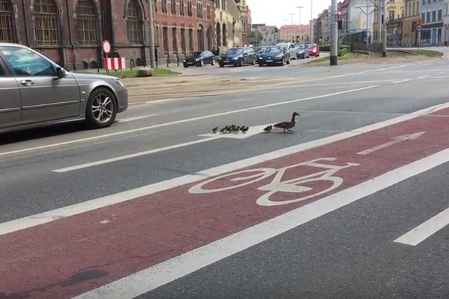 Nietypowa sytuacja we Wrocławiu - stado kaczek przechodzi przez jezdnię.