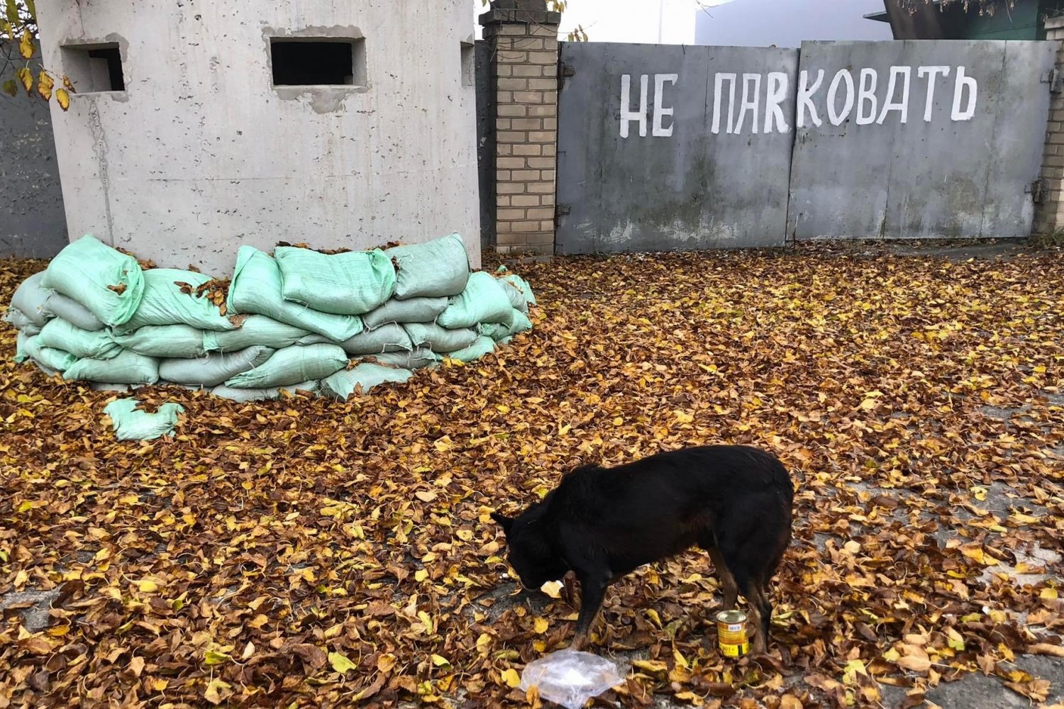 Chersoń. Bezdomny ukraiński pies