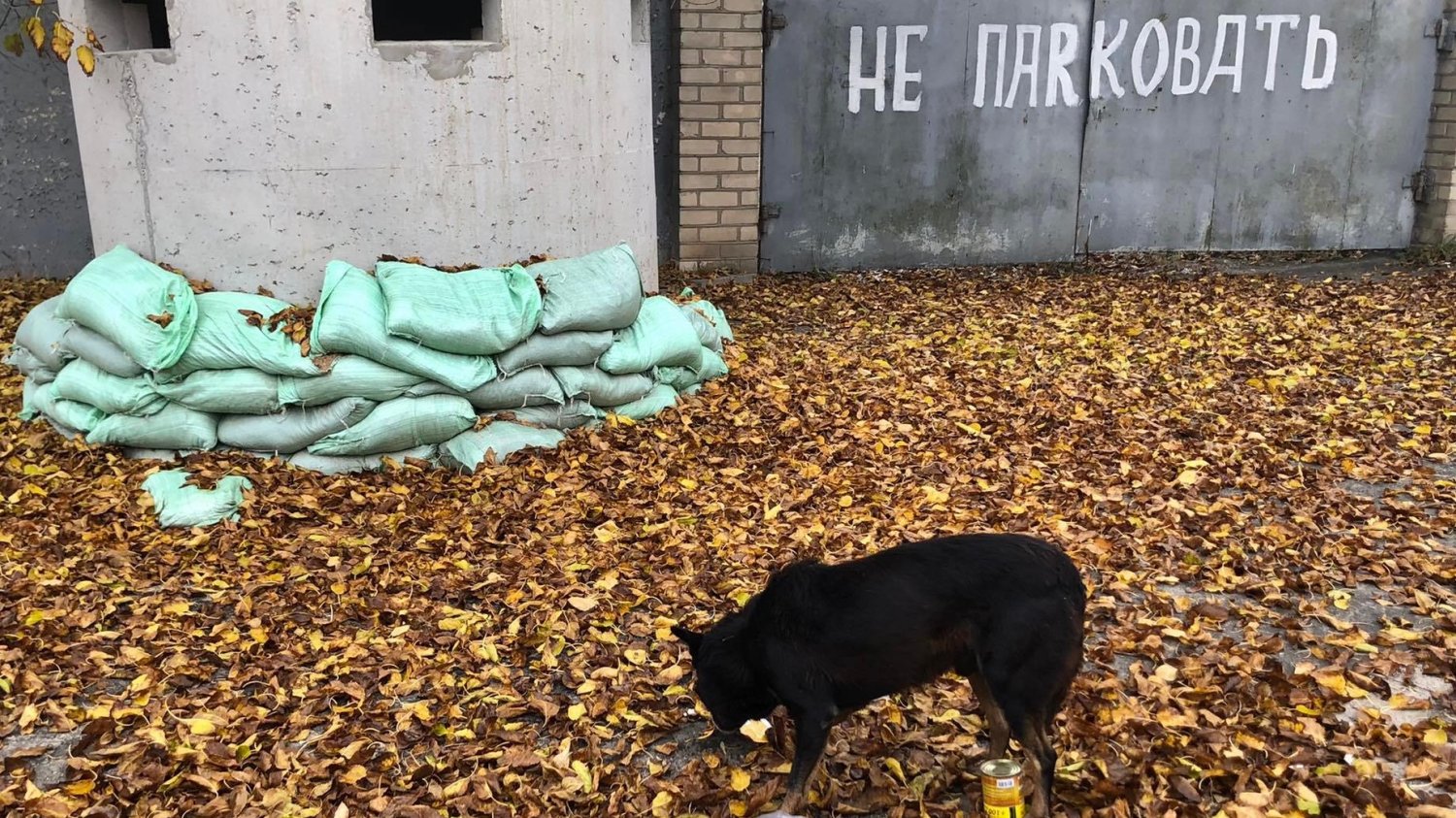 Chersoń. Bezdomny ukraiński pies