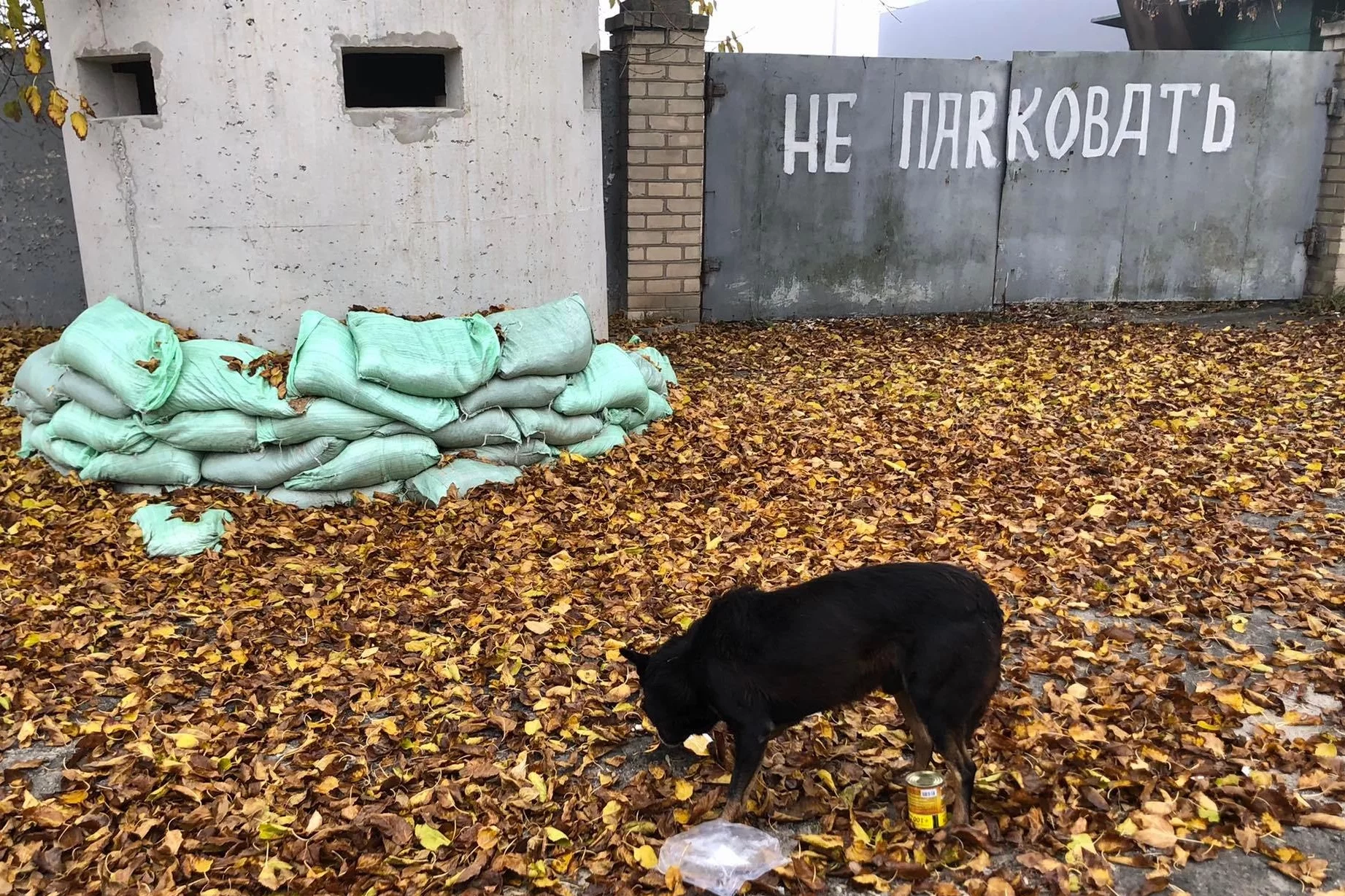Chersoń. Bezdomny ukraiński pies