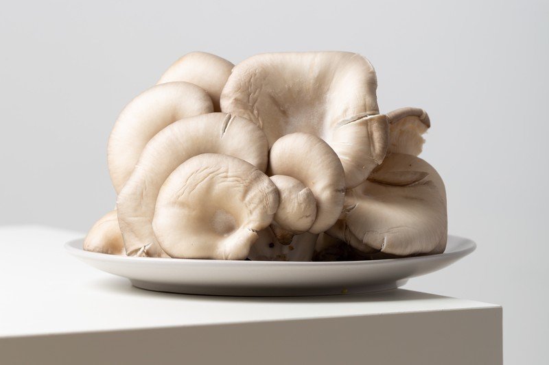 Boczniaki są przepyszne. Musisz spróbować ich w tym wydaniu!