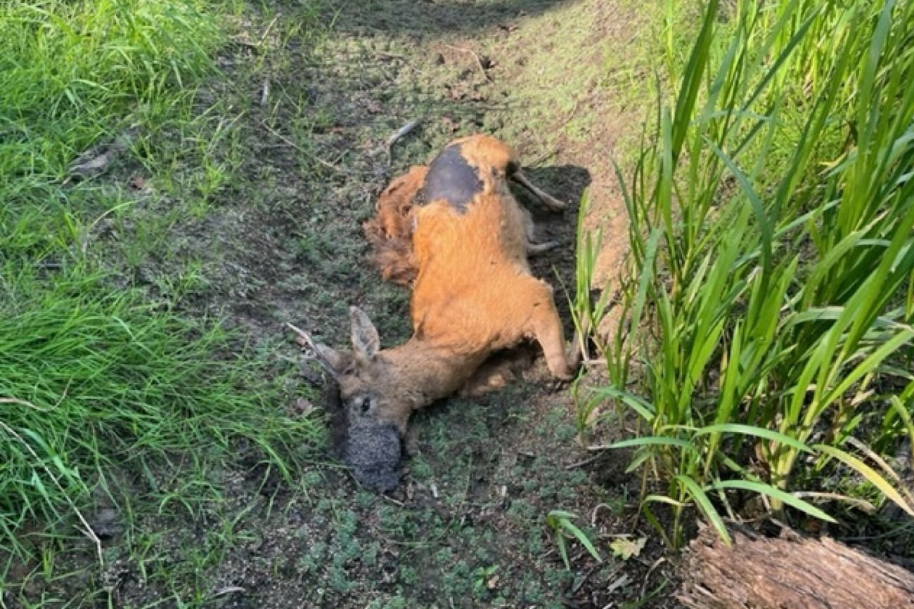 Nieżywe zwierzęta nad Odrą.