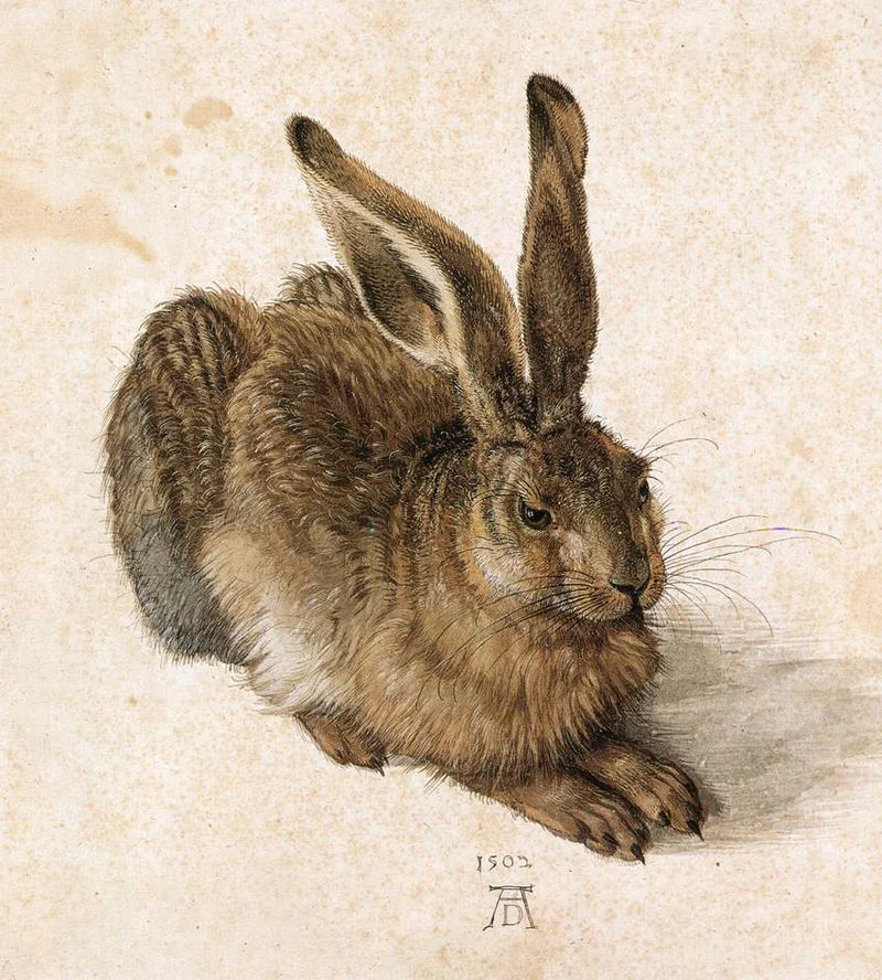 Zając na ilustracji Albrechta Dürera z 1502
