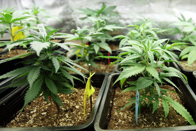 W Polsce stosowana jest tzw. medyczna marihuana, ale w legalny sposób mogą z niej korzystać wyłącznie niektórzy pacjenci