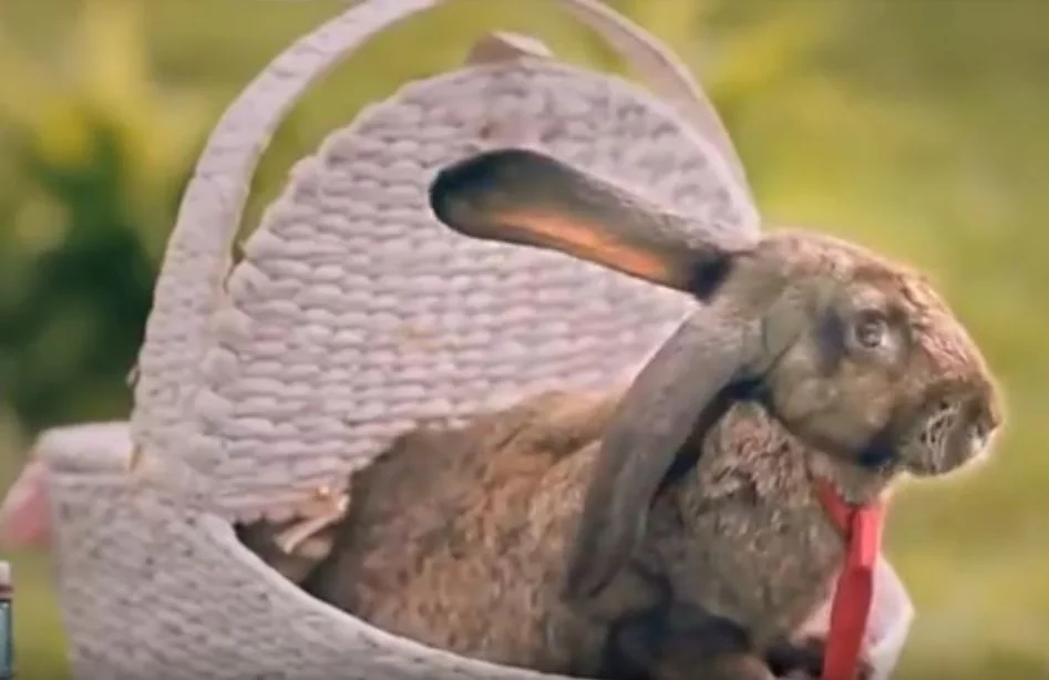 Królik-narrator zachęca do naśladowania królików przez ludzi. Przecież jego ojciec miał ponad sześćdziesięcioro dzieci.