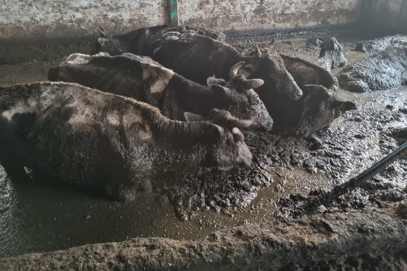 Zgodnie z dokumentacją w gospodarstwie we wsi Kwik miało przebywać 90 krów. Udało się uratować około 44.