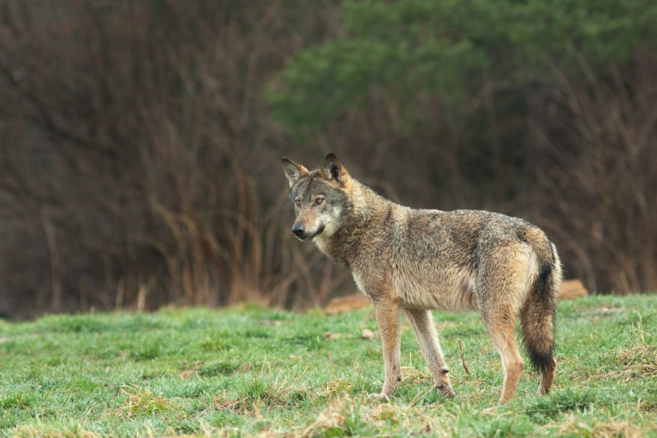Dramatyczna pomyłka myśliwego. Znany wilk Lego nie żyje, wcześniej doczekał się potomstwa. (Zdjęcie ilustracyjne 04.04.2017r.)