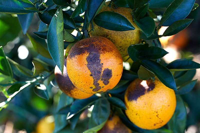 Pomarańcze mogą już niedługo na powrót stać się towarem luksusowym