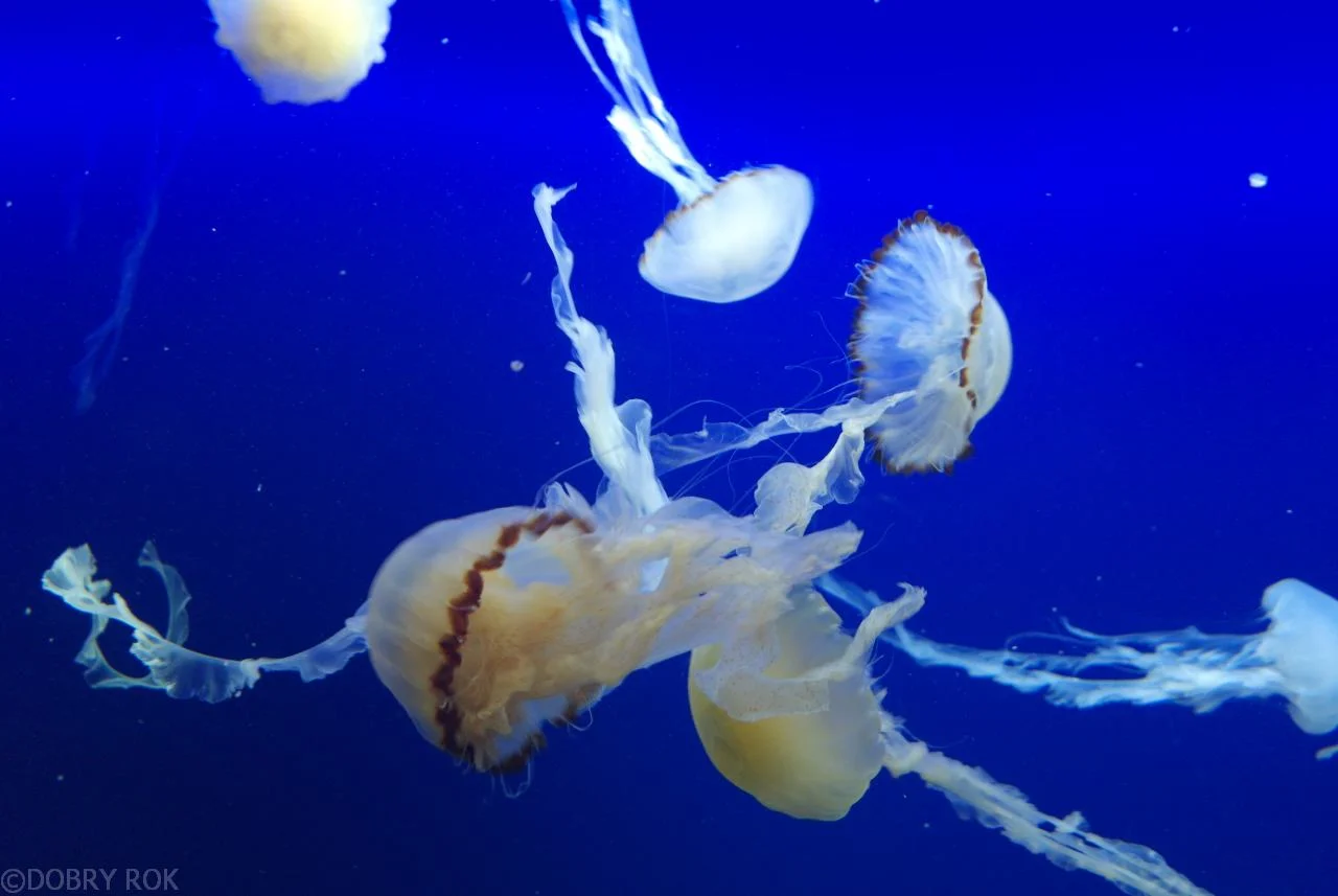 Oceanarium na wyspie Santosa, Singapur