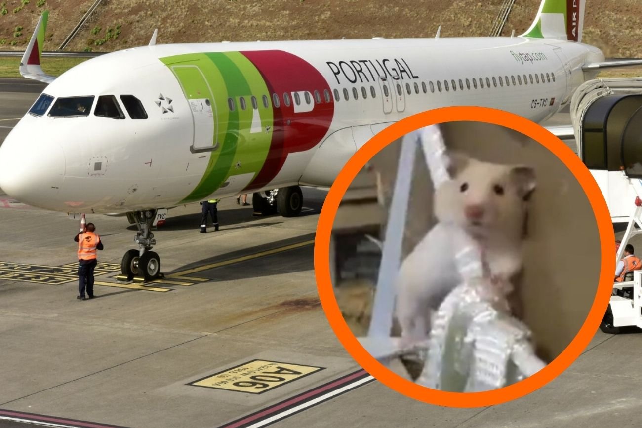 Samolot TAP Portugal uziemiony przez chomiki