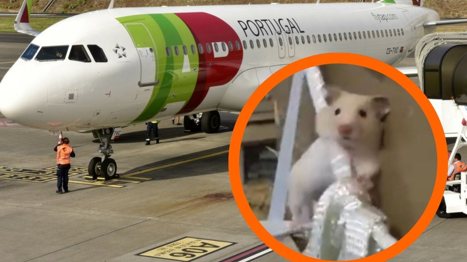 Samolot TAP Portugal uziemiony przez chomiki Samolot TAP Portugal uziemiony przez chomiki