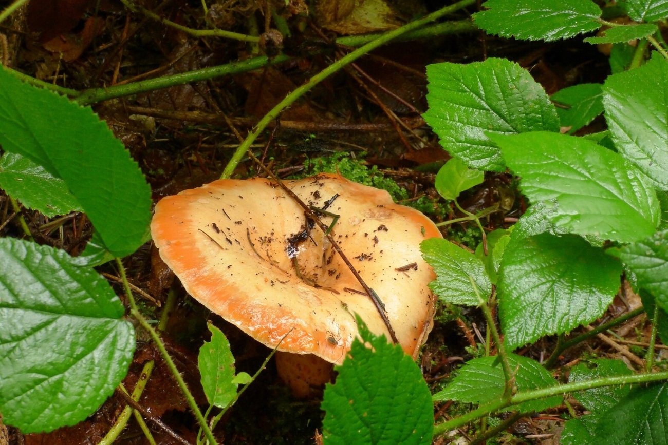 Rydze pojawiły się już w polskich lasach