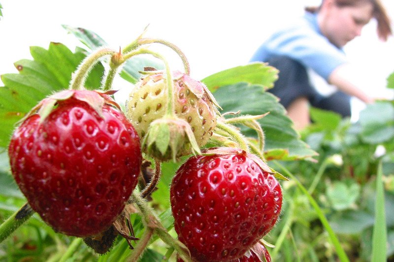 Truskawki zawierają m.in. witaminę C, potas, wapń, żelazo.