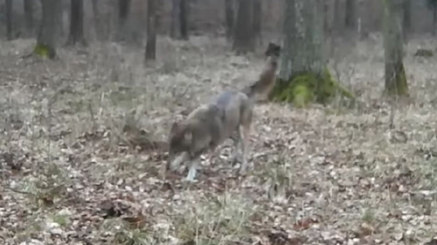 W polskim lesie pojawił się wilk bez łapy, którym opiekuje się reszta watahy