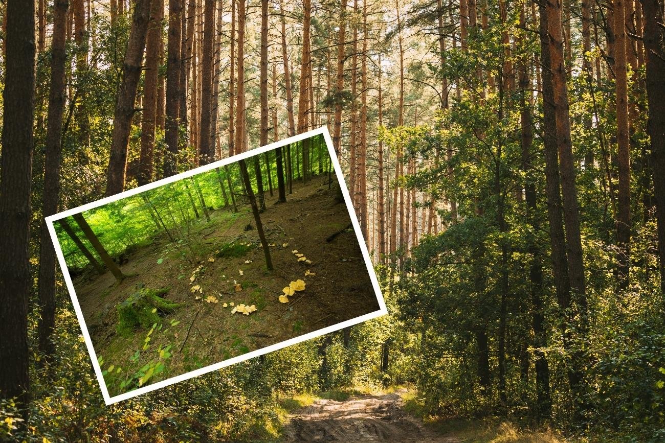 Na czarcie kręgi możemy natknąć się między innymi w lasach mieszanych