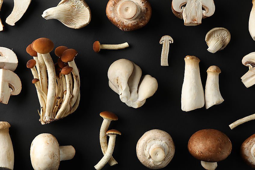 Które grzyby uważa się za najzdrowsze na świecie? Sprawdźcie listę 10 jadalnych gatunków, które mają najbardziej cenione walory zdrowotne dla ludzkiego organizmu! Najzdrowsze grzyby na świecie. 10 najbardziej cenionych jadalnych gatunków