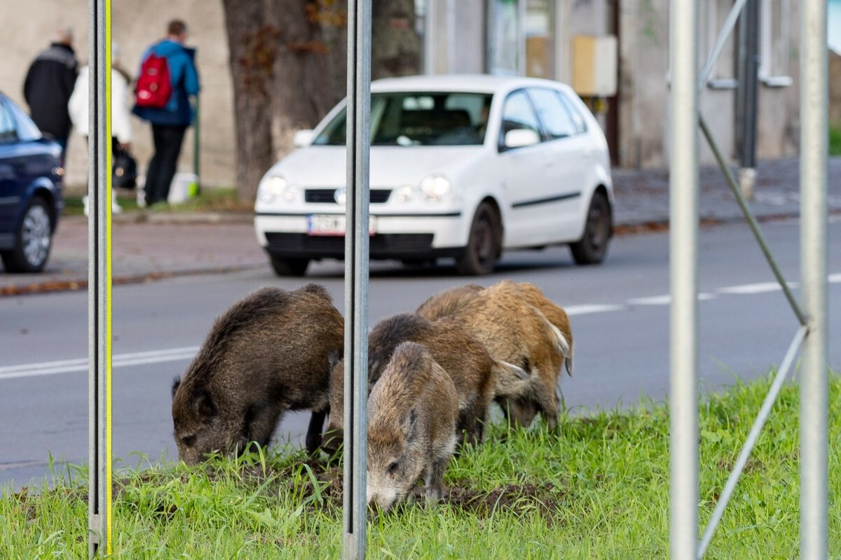 Dzik zszokował mieszkańców Trójmiasta. Niewiarygodne, co zabrał dziecku.