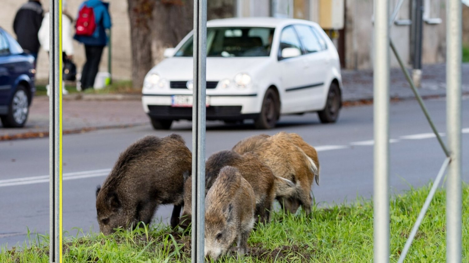 Dzik zszokował mieszkańców Trójmiasta. Niewiarygodne, co zabrał dziecku.