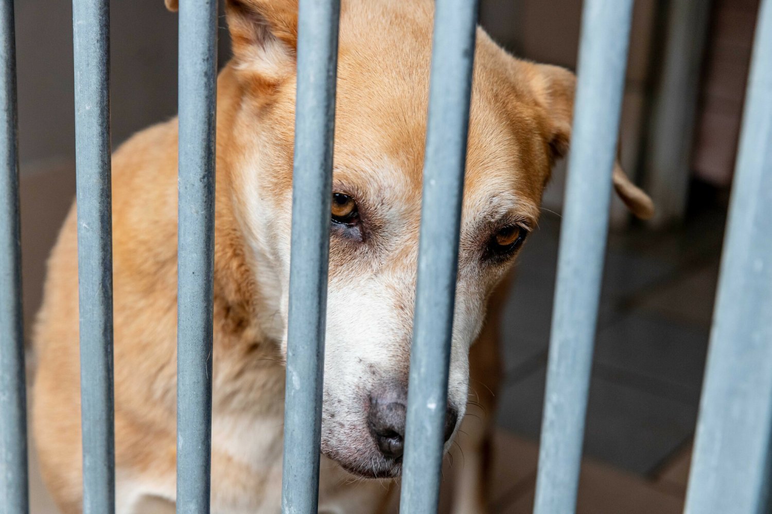 Organizacje nie będą już mogły ratować zaniedbanych zwierząt. To nowa decyzja PiS.