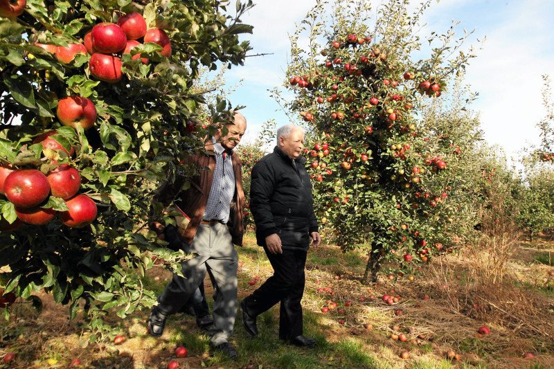 Prezes PiS w Pawlowie, pow. Starachowice, rok 2014.