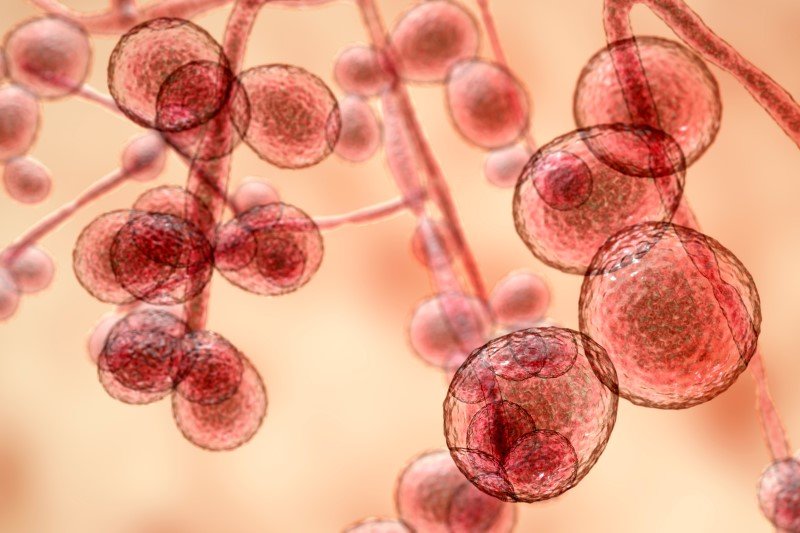 Candida auris