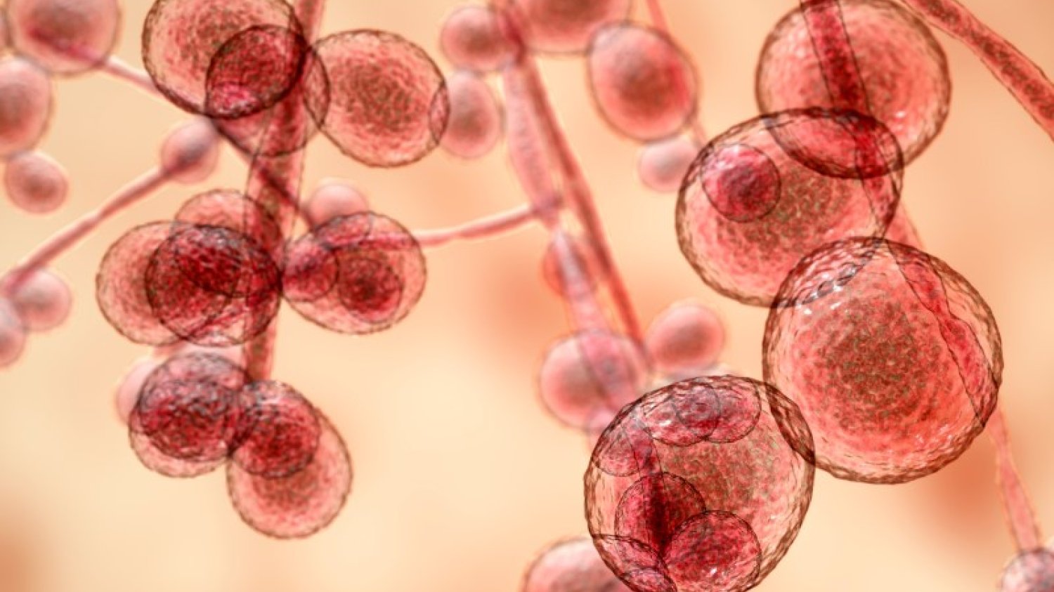 Candida auris