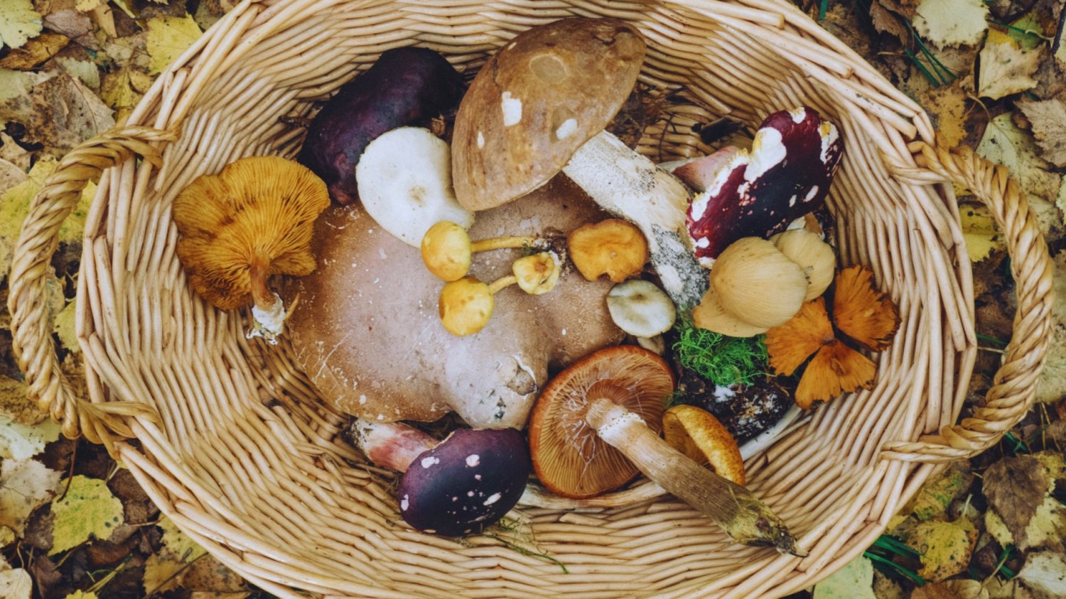 Lepiej odpuść coś takiego na grzybobraniu. Możesz dostać surowy mandat