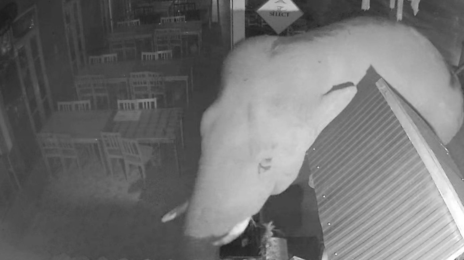 Incydent z środy to nie pierwszy raz, kiedy dziki słoń buszował po mieście Incydent z środy to nie pierwszy raz, kiedy dziki słoń buszował po mieście