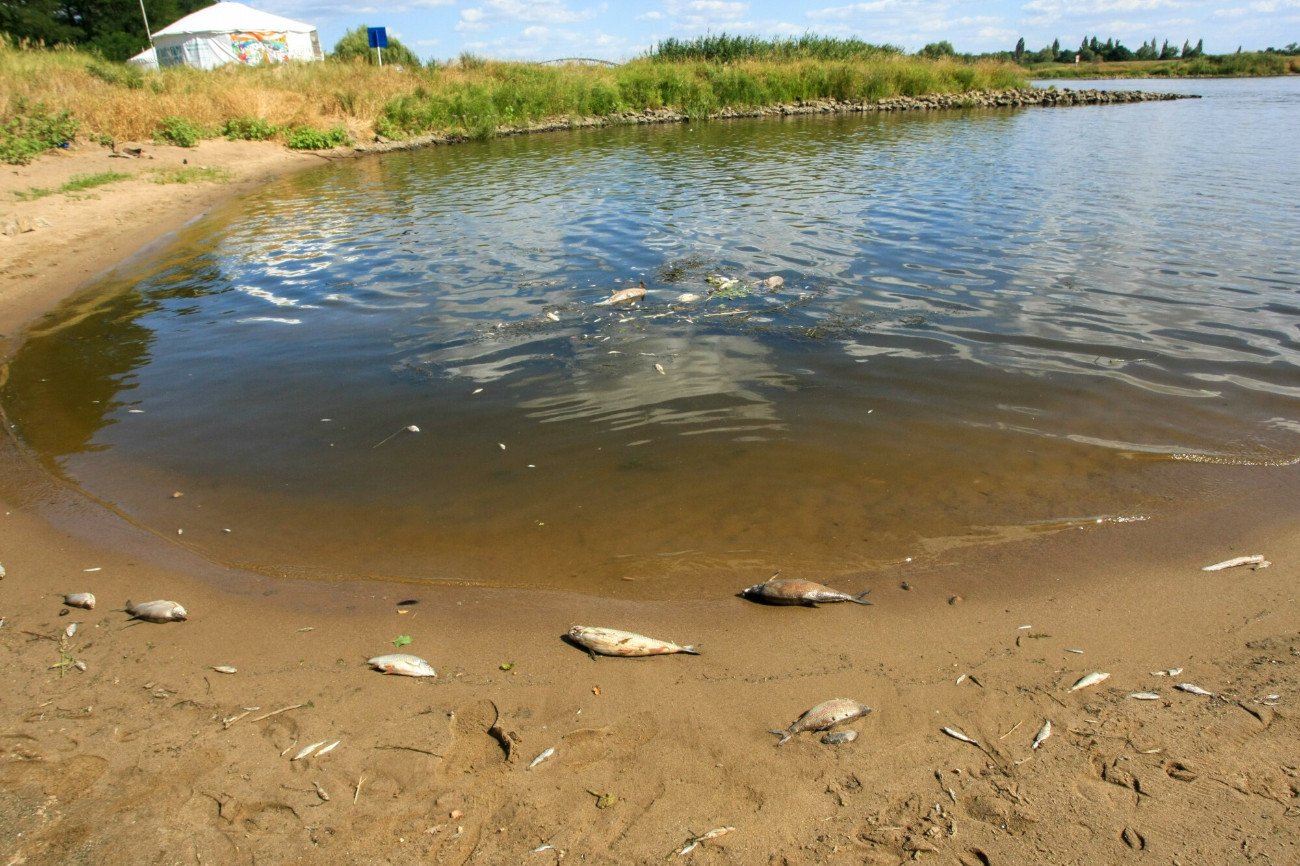 Śnięte ryby na brzegu Odry w okolicach portu w Cigacicach. Jeżeli doszło do zatrucia rtęcią, skutki mogą być groźne dla ludzi.