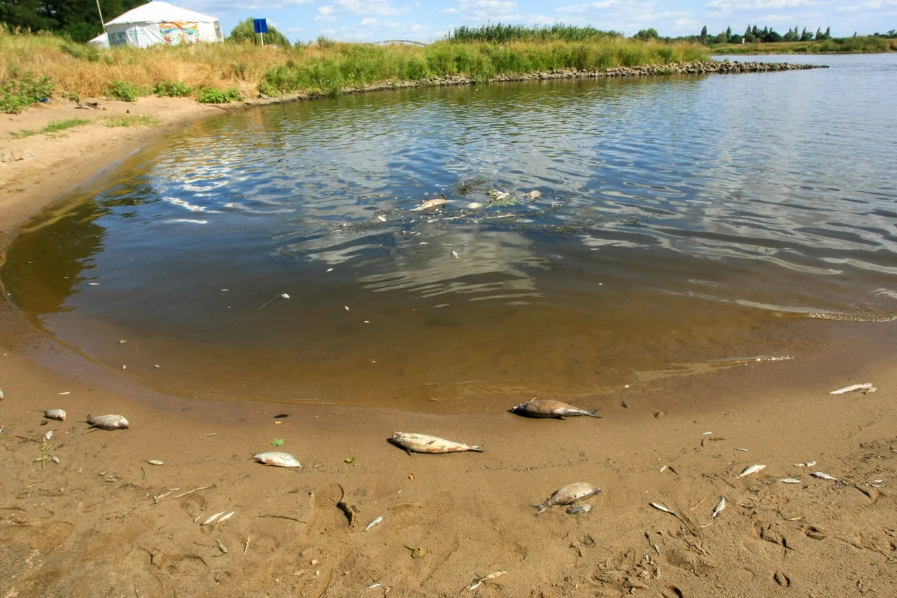Śnięte ryby na brzegu Odry w okolicach portu w Cigacicach. Jeżeli doszło do zatrucia rtęcią, skutki mogą być groźne dla ludzi.
