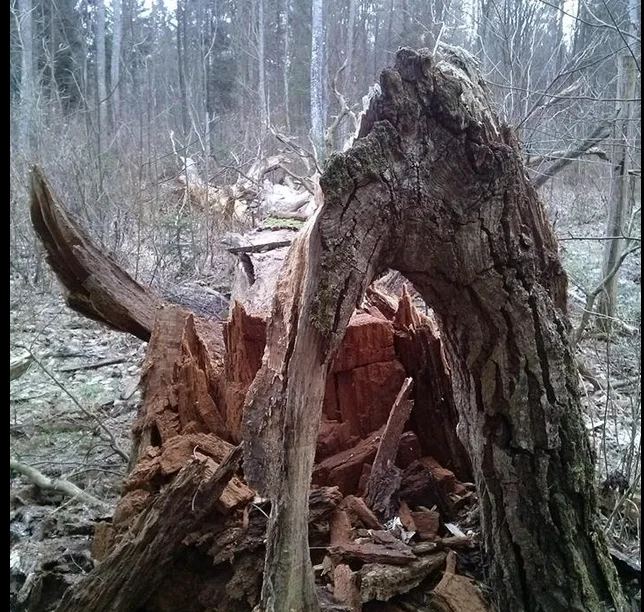Martwe drewno to kolejna kość niezgody w sporze na linii ekolodzy-leśnicy