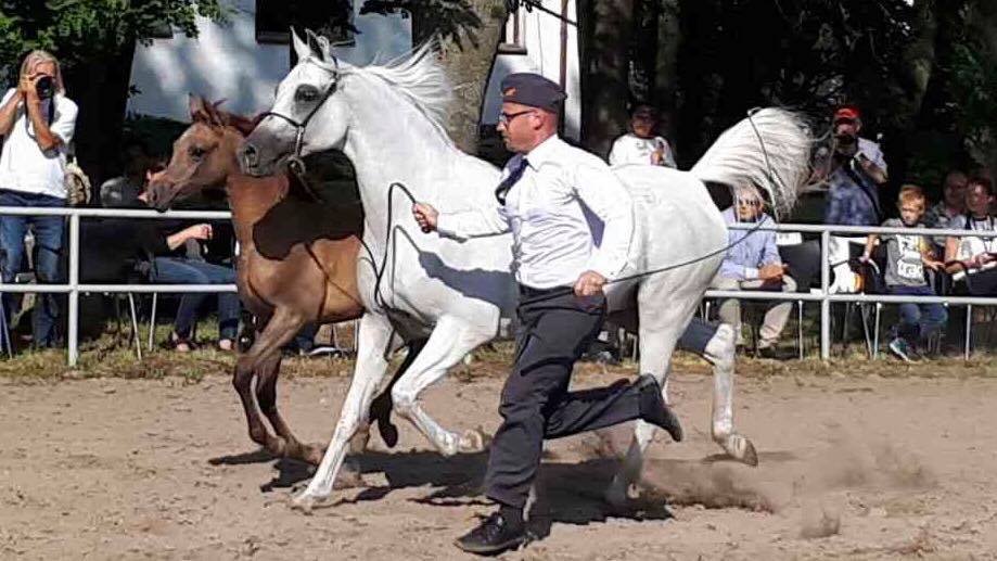 Pokaz koni w Janowie Podlaskim, 14 sierpnia 2017