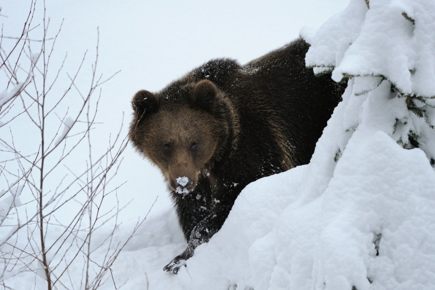 Niedźwiedzica zaatakowała w słowackich górach.