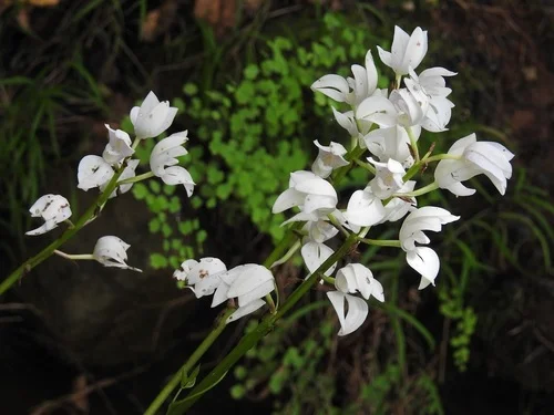 Orchidea podobna do Floridy govenii