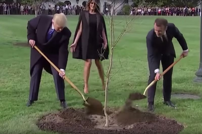 Trump i Macron zasadzili dąb w kwietniu 2018 roku.