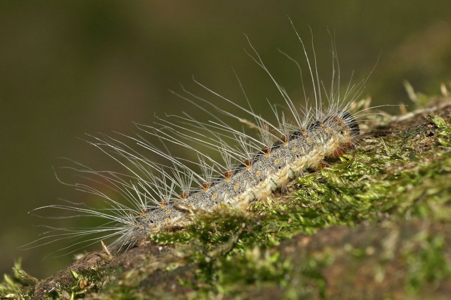 Gąsienice korowódki dębówki utrudniają życie mieszkańcom Niemiec