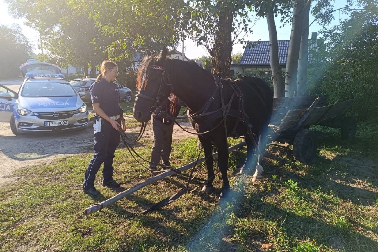 Nietypowa interwencja drogówki. Koń trzeźwy, woźnica pijany.