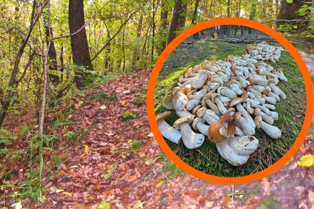 Wysyp grzybów w polskich lasach. Ruszył sezon na grzybobranie