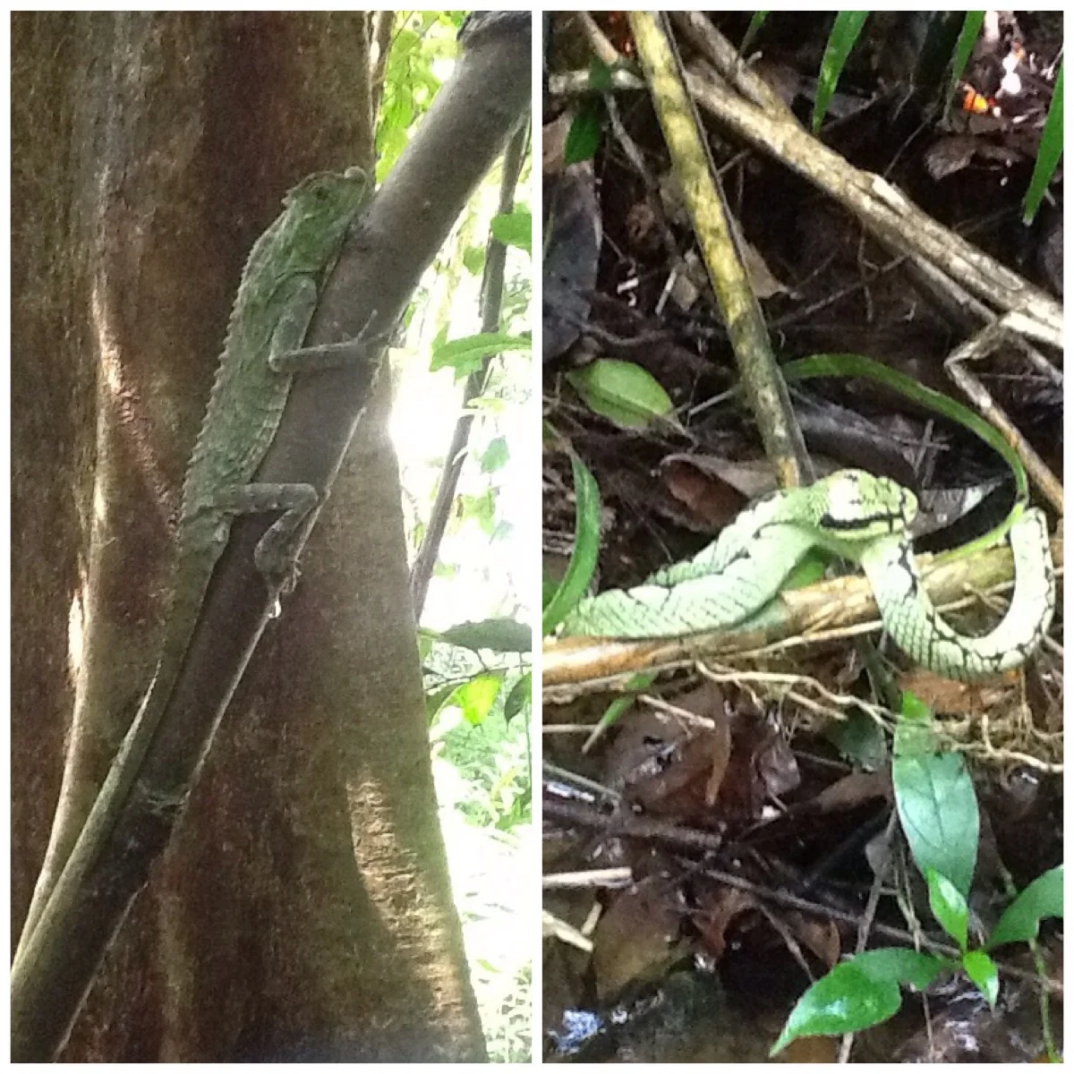 Singharaja Rainforest, Sri Lanka