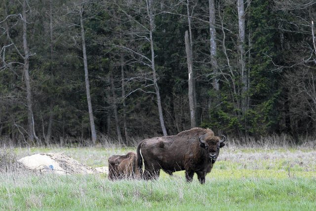 Puszcza Białowieska wciąż nie jest bezpieczna