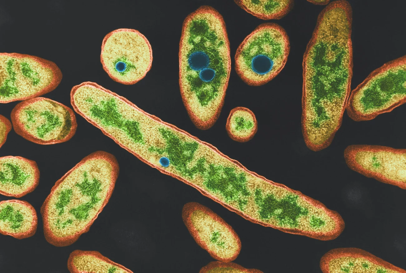 Bakteria Legionella pod mikroskopem.