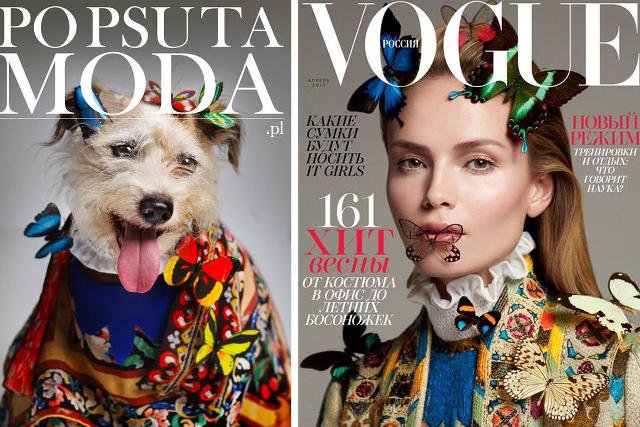 Jak promować adopcję psów?