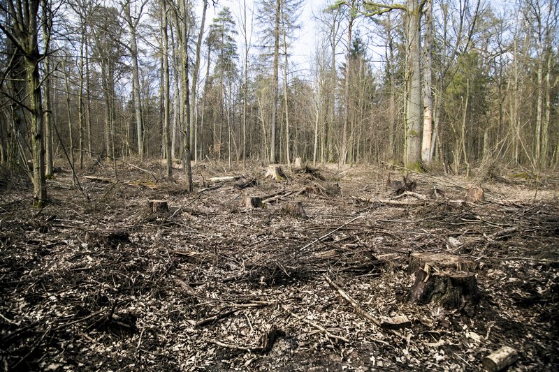 Puszcza Białowieska wciąż nie jest bezpieczna.