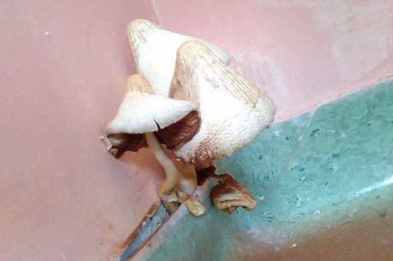 Na ścianie szpitala w Pile wyrosły grzyby.