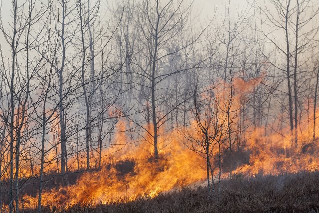 Miał miejsce pożar lasu w okolicach tzw. "złotego pociągu"